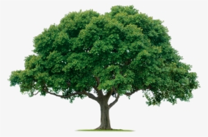 Png Format Images - Tree Png