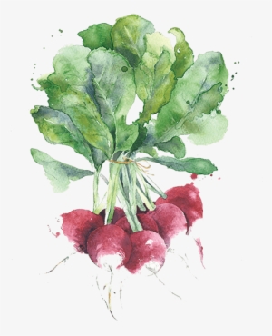 Radishes Illustration