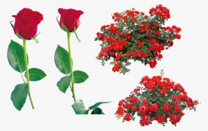 Rose Flower Clip Art - Red Rose Bush Png