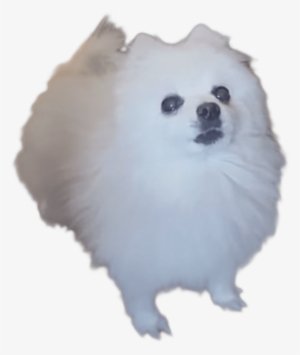 Gabe The Bork Dog - Gabe The Dog Sans