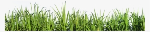 Grass Side View Png