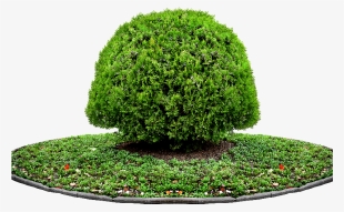 Tree Png Plant For Photoshop - Plant For Photoshop