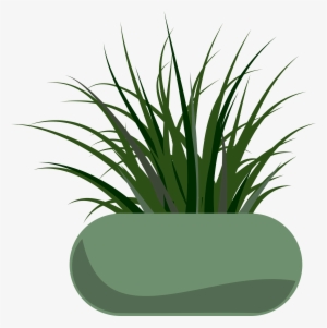 Grass