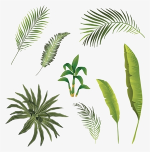 Tropical Branch And Leaves Collection, Tropical Branch - Hojas Tropicales Vector