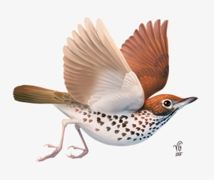 I Also Love Stories - Fantasy Bird Png