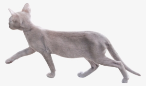 Free Digital Cat Png - Transparent Transparent Background Cat Png