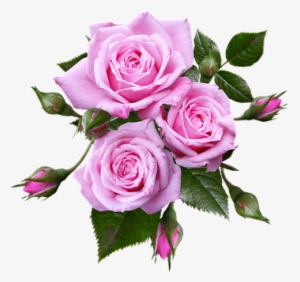 Image Result For Musical Notes Pink Roses Transparent - Pink Roses Transparent Background