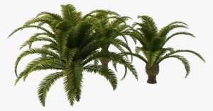 Free Icons Png - Palm Trees