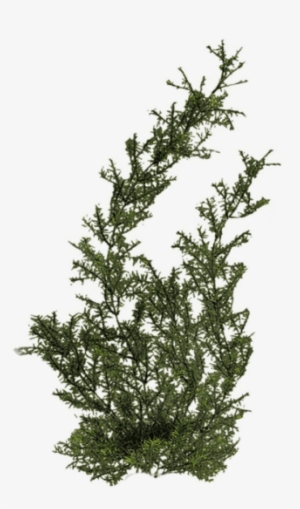 Free Png Plants Png Images Transparent - River Plants Png