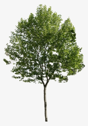 Pine Trees Png - New Haven Elm Tree