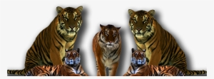 Five Tiger Png - Baby Tigers Transparent Background