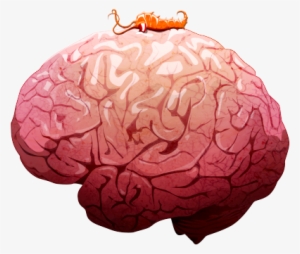 Neurax Worm On Brain - Neurax Worm
