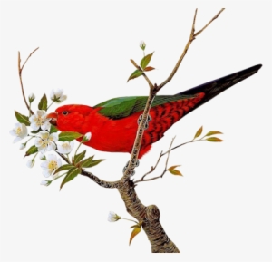 Blossom-bird - Bird And Flower Png