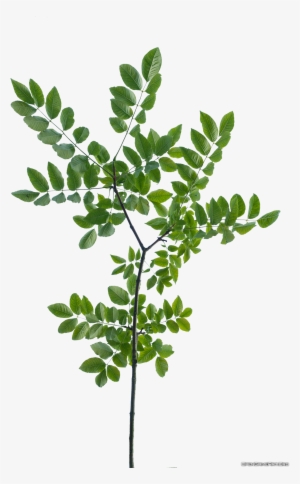 Pin By Chauchuoi On All The Way - Branch With Leaves Texture