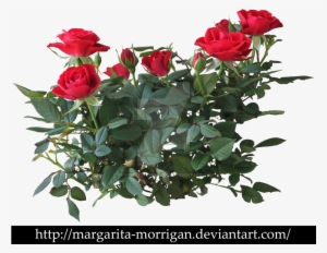 Rose Png - Rose Flower Plant Png