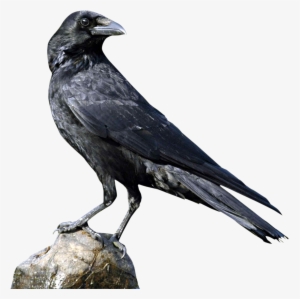 Png Images Of Crow