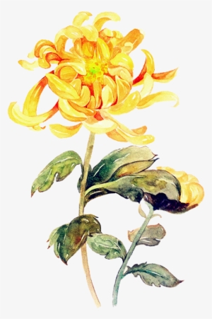 Floral Illustrations, Artworks, Watercolor, Cartoon, - Yellow Flower Paint Png