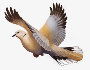 Here's A Eurasian Collared Dove To Fly Across Your - Northern Gannet