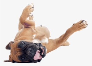 Dog Walkers Ampthill And Flitwick Happy Dog Png