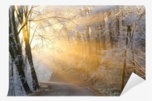 The Sun's Rays Pass Through The Fog In Winter Wall - Birch