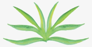 Clip Freeuse Creative Flowers Watercolour Painting - Watercolor Plants Png