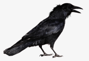 Free Png Crow Png Images Transparent - Crow Png