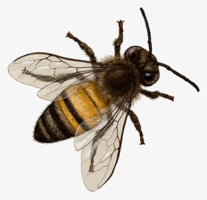 Bee Png Image With Transparent Background - Bee Png