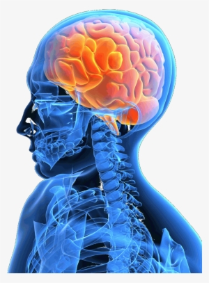 About Acquired Brain Injury - Brain In Skull Png