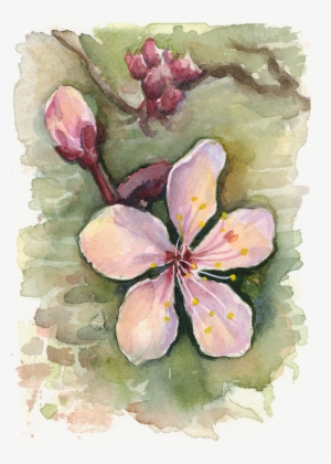 Cherry Blossom Watercolor By - Watercolor Painting