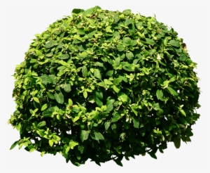 Bush Tree Png Tree Png - Bushes Png