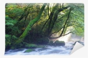 Virgin Forest And Shaft Beam Of Light Wall Mural • - Light Beam