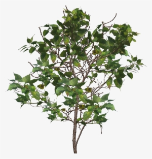 Tree Branch Png Image - Branch