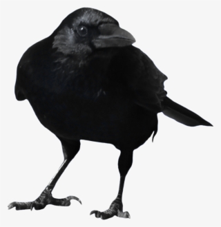 Crow Png Images - Raven Vector Art