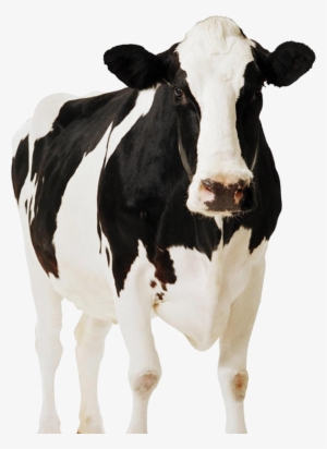 Dairy Cow Png - Front View Of A Cow