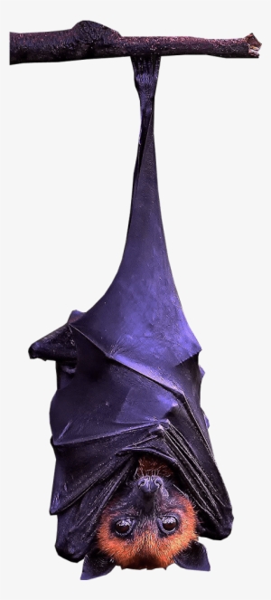 Bat Hanging Transparent Background