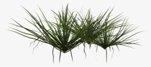 Grass Shrub Png - Grass Shrubs Png
