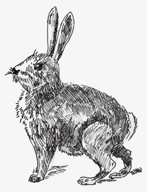 Rabbit Png