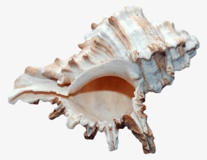 Free Png Ocean Sea Shell Png Images Transparent - Seashell Png
