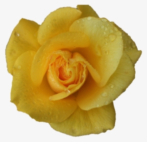 Transparent Yellow Pictures To Pin On Pinterest - Rose