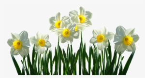 Daffodils Transparent