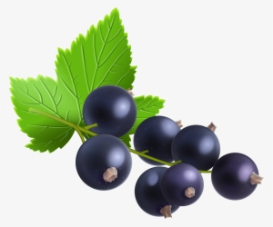 Berries Berry Blueberries Free Vector Graphic On Pixabay - Blackcurrant Clipart