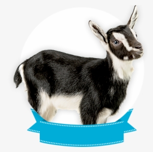 Alphine - Cabra Con Fondo Blanco