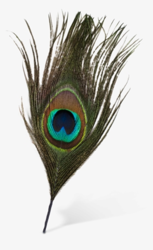 Peacock Feather Vector Png - Peacock Feather Images Png