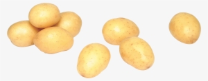 Russet Burbank Potato