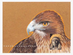 Winter Hawk - Red-tailed Hawk