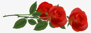 Red Rose Png