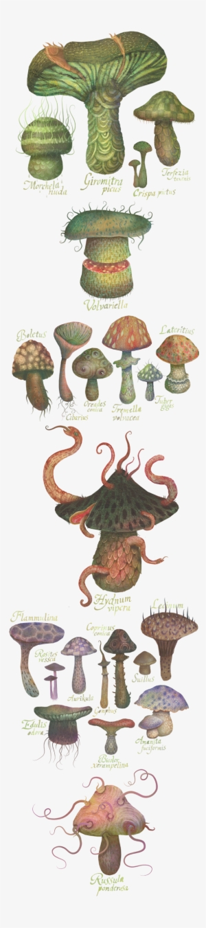 Fungus