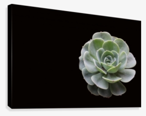 Succulent Art - White Mexican Rose