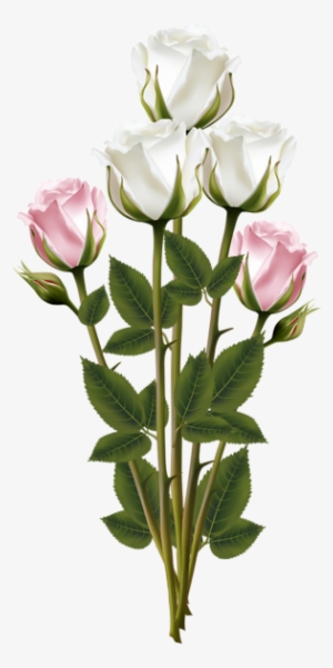 White And Pink Roses, Red Roses, Pink Rose Bouquet, - Transparent Bouquet