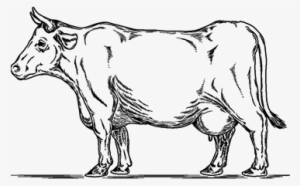 Vector Retro Illustration Of A Cow - Illustration